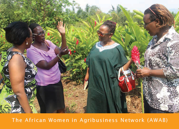 African Women In Agribusiness Network – Graca Machel Trust