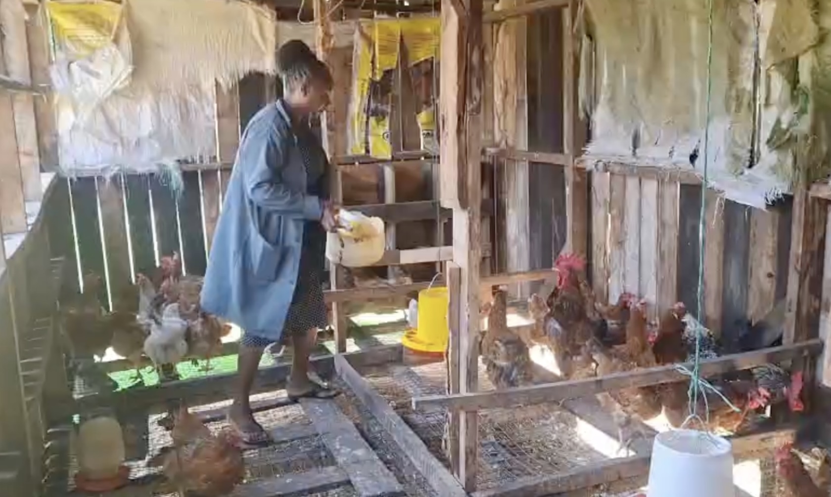 Feed chicks 2
